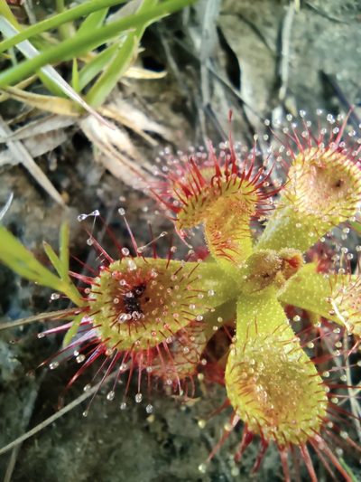 Drosera sessilifolia, photographed by Luis Morais