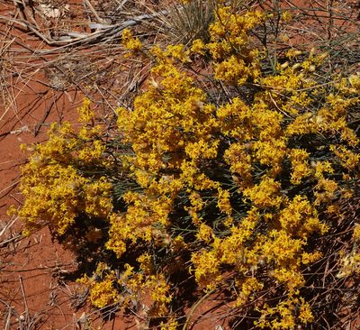 Lasiosiphon polycephalus, photographed by desertnaturalist