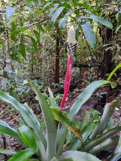 Aechmea bromeliifolia, photographed by Luis Morais