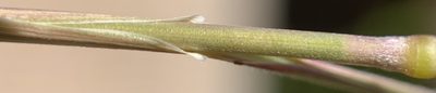 Koeleria macrantha, photographed by mark-groeneveld