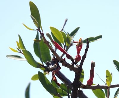 Tapinanthus oleifolius, photographed by desertnaturalist