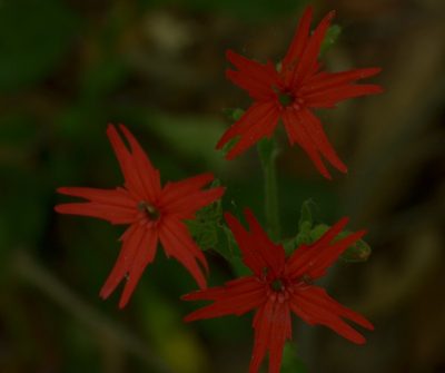 Silene virginica, photographed by pmrsco