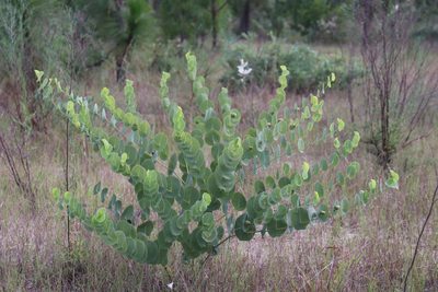 Baptisia perfoliata, photographed by Shane Sherwood