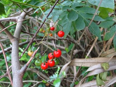 Solanum seaforthianum, photographed by 雲一百香果