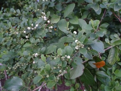 Flueggea virosa, photographed by 雲一百香果