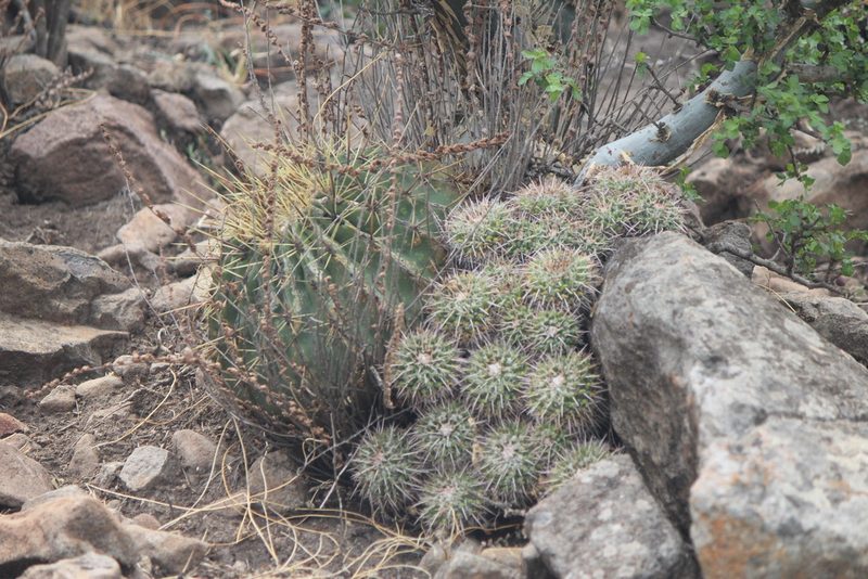 Ferocactus histrix, photographed by José Belem Hernández Díaz