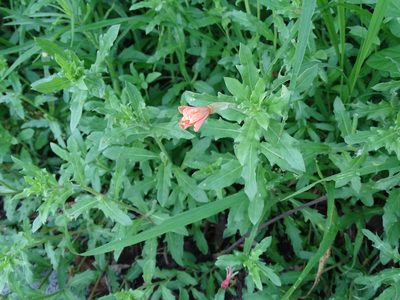 Oenothera laciniata, photographed by 雲一百香果