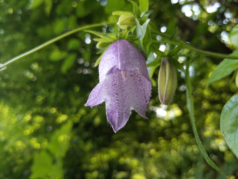 Campanula punctata, photographed by MUNENORI YAMAKAWA