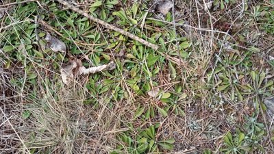 Antennaria dioica, photographed by Tatiana Strus