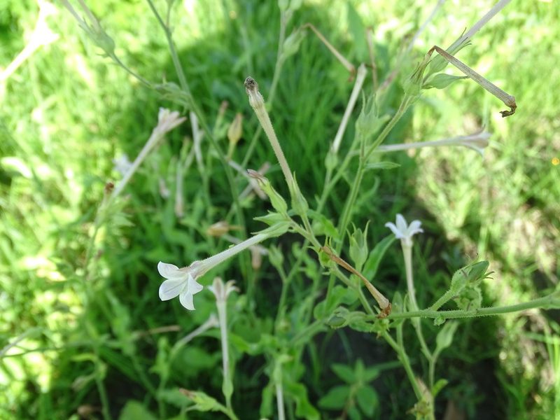 Nicotiana plumbaginifolia, photographed by 雲一百香果