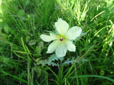 Argemone ochroleuca