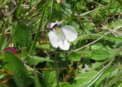 Mazus radicans, photographed by William Harland