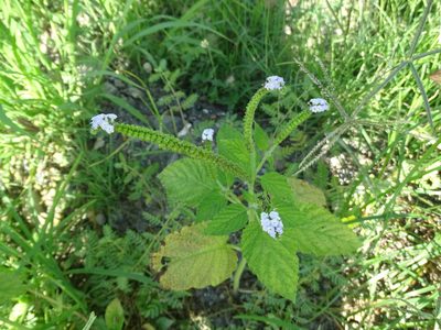 Heliotropium indicum, photographed by 雲一百香果