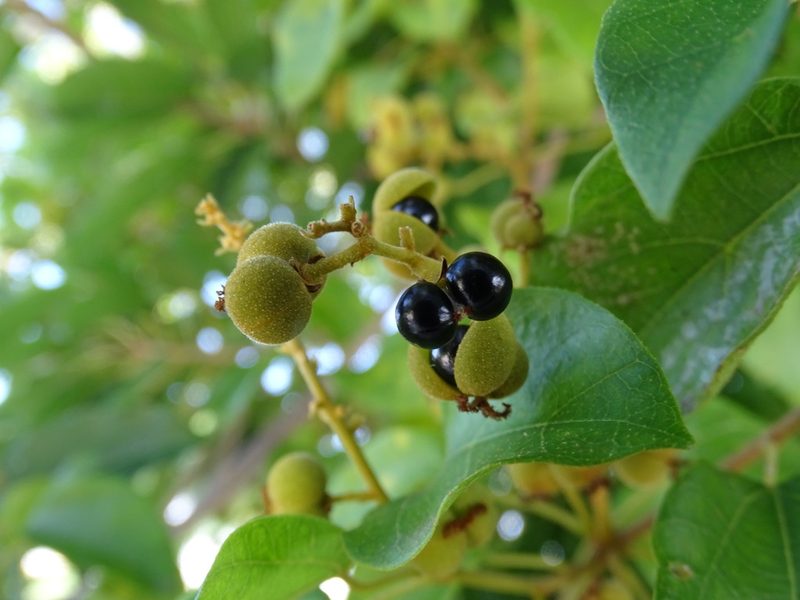 Mallotus repandus, photographed by 雲一百香果