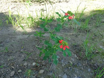 Euphorbia heterophylla, photographed by 雲一百香果