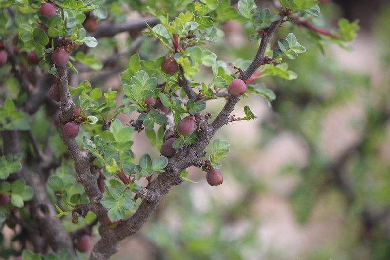 Bursera fagaroides, photographed by José Belem Hernández Díaz