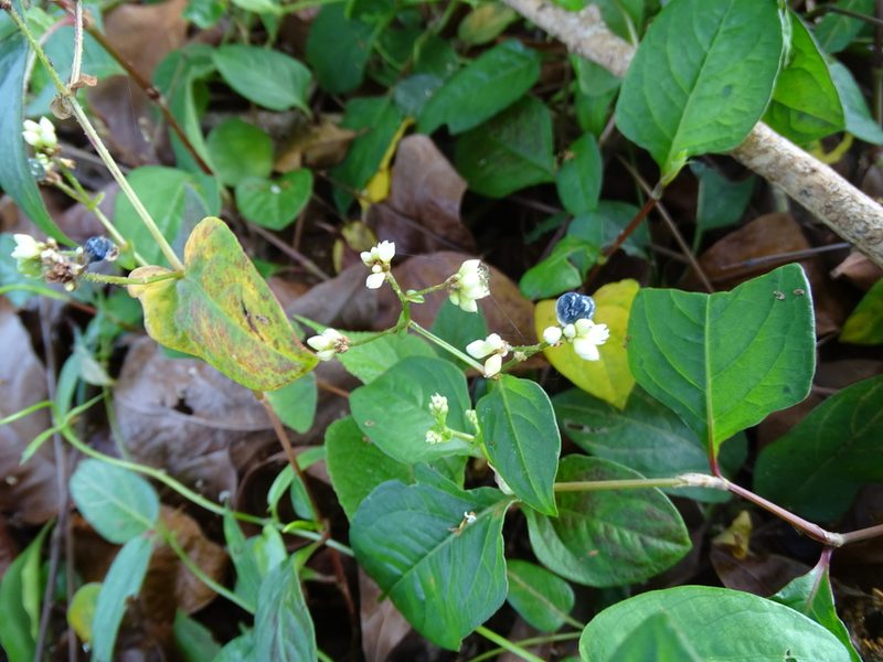 Persicaria chinensis, photographed by 雲一百香果