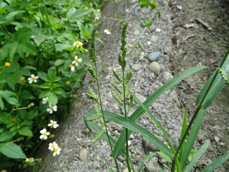 Echinochloa colona, photographed by 雲一百香果