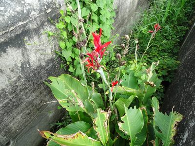 Canna indica, photographed by 雲一百香果