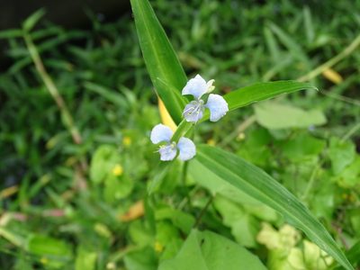 Commelina diffusa, photographed by 雲一百香果