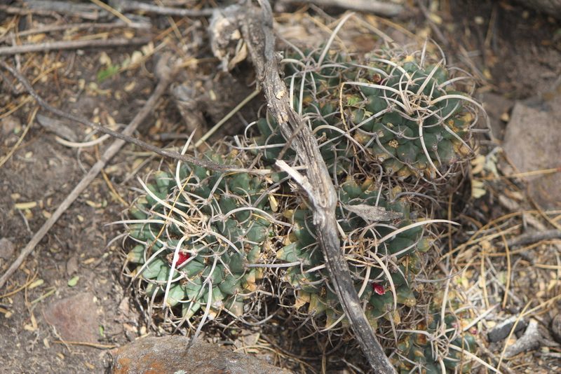 Mammillaria magnimamma, photographed by José Belem Hernández Díaz
