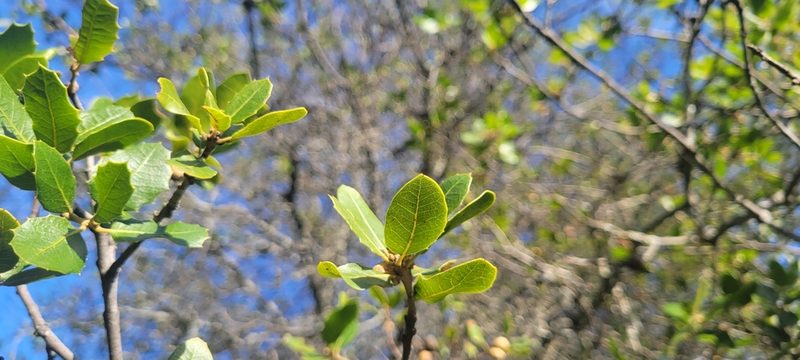 Quercus wislizeni, photographed by Amthinkia