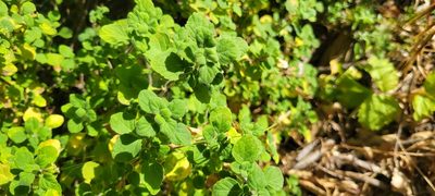 Clinopodium chandleri