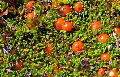 Coprosma perpusilla, photographed by William Harland