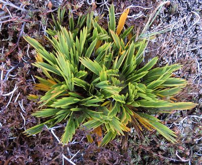 Aciphylla monroi