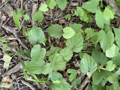 Dioscorea villosa, photographed by Emily Summerbell
