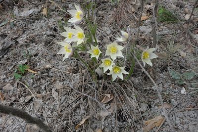Pulsatilla patens, photographed by Oleg Kosterin