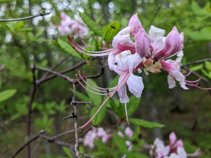 Rhododendron periclymenoides, photographed by Alina Martin