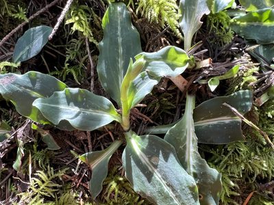 Goodyera oblongifolia, photographed by James H. Thomas