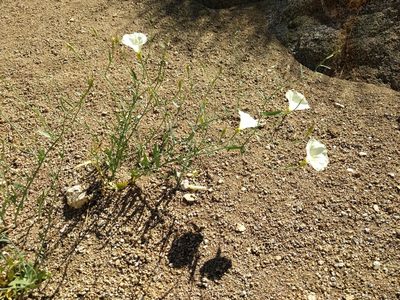 Calystegia longipes, photographed by Ken-ichi Ueda