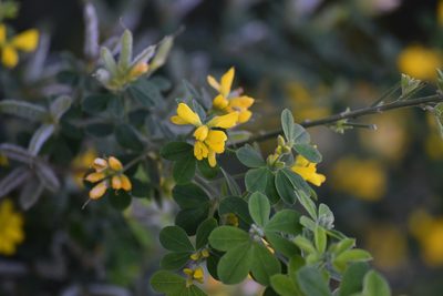 Genista monspessulana, photographed by velodrome