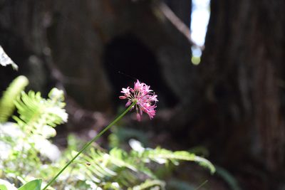 Clintonia andrewsiana, photographed by velodrome