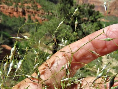 Eriocoma hymenoides, photographed by Annika Lindqvist