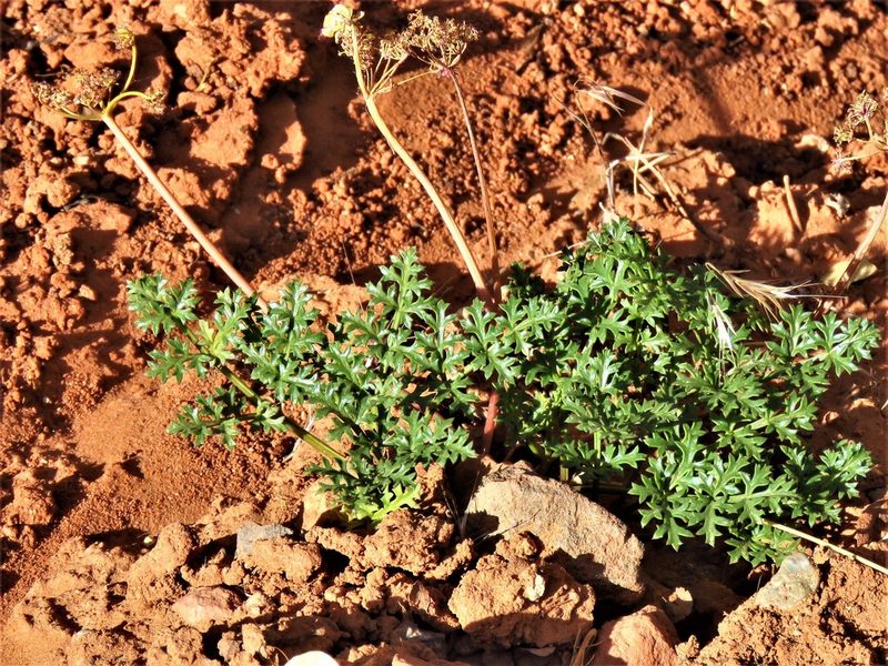 Cymopterus purpureus, photographed by Annika Lindqvist