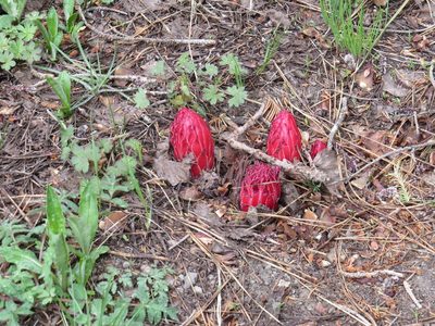 Sarcodes sanguinea, photographed by Garth Harwood