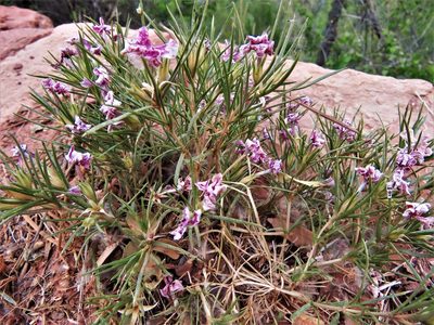 Phlox austromontana, photographed by Annika Lindqvist