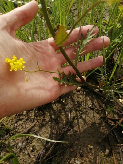 Rorippa brachycarpa, photographed by Michael Kozlov
