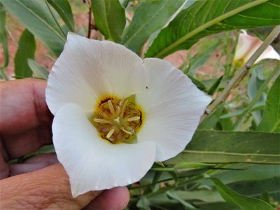 Calochortus nuttallii, photographed by Annika Lindqvist