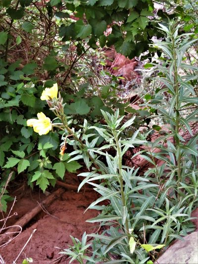 Oenothera longissima, photographed by Annika Lindqvist