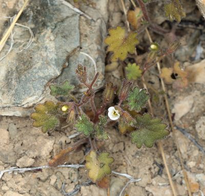Phacelia rotundifolia, photographed by Steve Matson