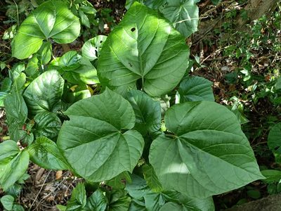 Clerodendrum japonicum, photographed by 五色鳥