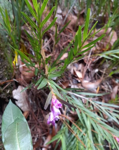 Isochilus linearis, photographed by Sobeida Morales