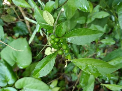 Solanum diphyllum, photographed by 五色鳥