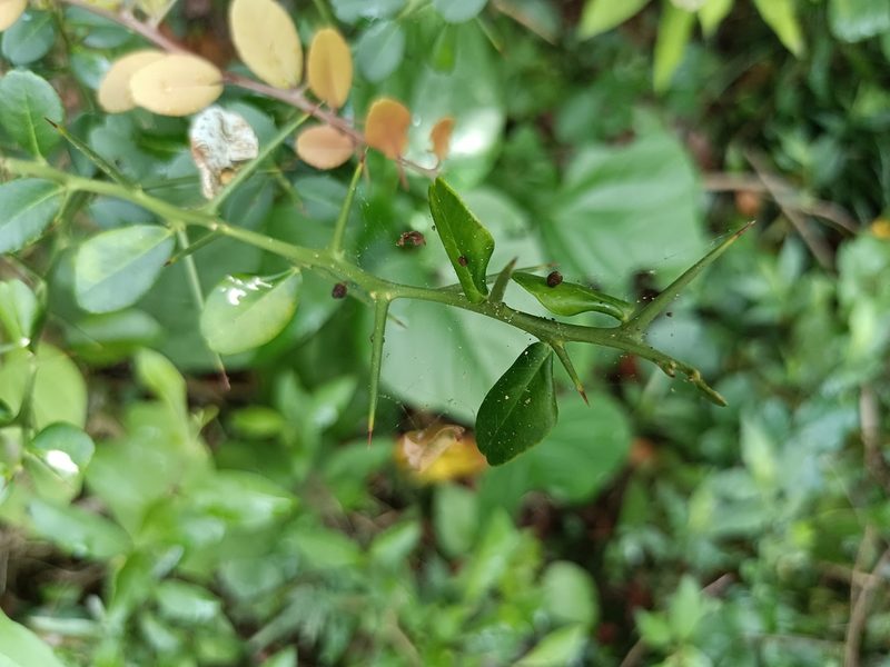 Atalantia buxifolia, photographed by 五色鳥