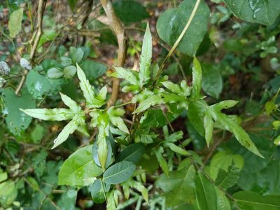 Lygodium japonicum, photographed by 五色鳥