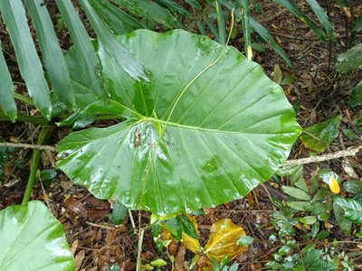 Alocasia odora, photographed by 五色鳥